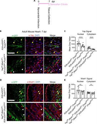 Myofibroblast Ccn3 is regulated by Yap and Wwtr1 and contributes to adverse cardiac outcomes